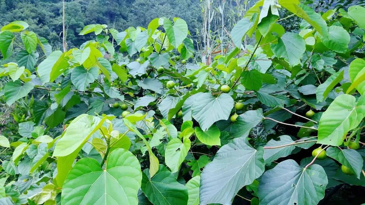 峨眉有個地方叫張山,那里的葵花開了西瓜熟了,還多涼快的!_旅游_網